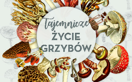 Witajcie na planecie grzybów! Roberta Hofrichter
